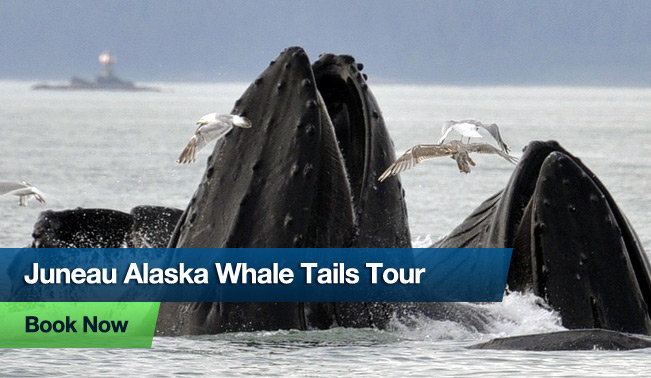 Juneau Alaska Whale Tails Tour